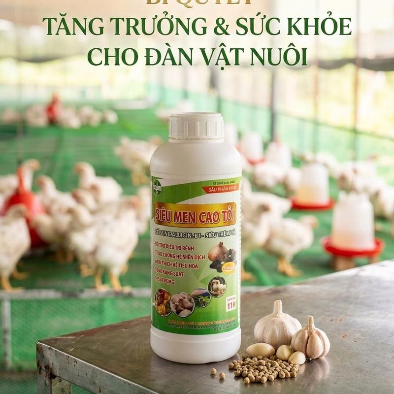 Men cao tỏi cao cấp kết hợp vitamin B1 và nấm men giúp nâng cao sức khỏe đường ruột , hạn chế bệnh tật cho vật nuôi