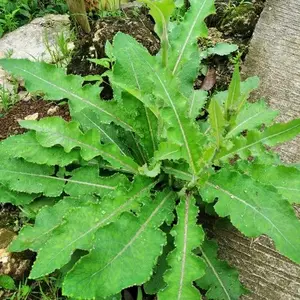 Bibit tanaman tempuyung per 1 sudah ada akar media tanah siap kirim