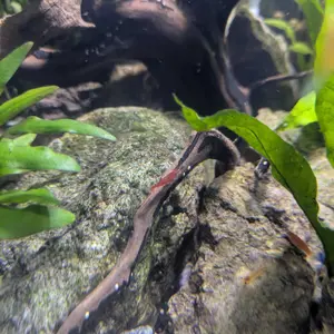 aksesoris udang sintetis aquarium 20pcs aquascape