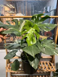 Trầu Nam Mỹ Đột Biến Decor Cho Quán Cà Phê