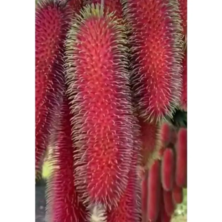 Bibit Tanaman Rambutan Thailand