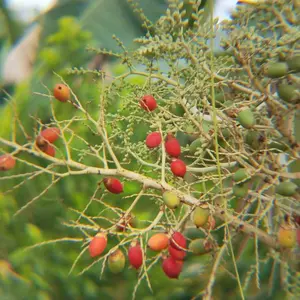 (24h shipping)(Garansi 30 Hari)Luxyphone TeleZoom Lensa Apexel 28X Zoom Android Lensa Tele Zoom HP Lensa Kamera HP Universal Lensa Apexel 18x25 Handphone Bermata HD Ponsel Lensa Zoom Optik Dengan Tripod