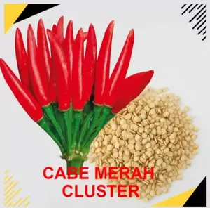 Benih Biji Cabe Tumpuk Jepang Red Cluster Cabe Dompol & Cabe Mahkota Gerombol Varietas Cabai Hias dan konsumsi