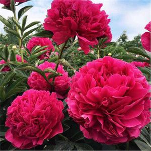 100 Granos Semillas de Peonía Dahong Chijin Pétalos Rojos con Brillo Dorado Fácil de Cultivar Resistente al Calor Ideal para Decoración de Jardín de Lujo y Arreglos Florales