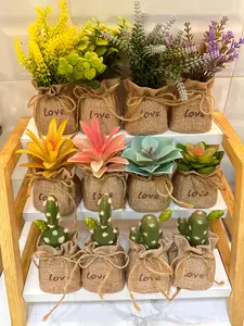 Bunga Hias Goni - Dekorasi Rumah - Sekulen Pot Goni  Tanaman