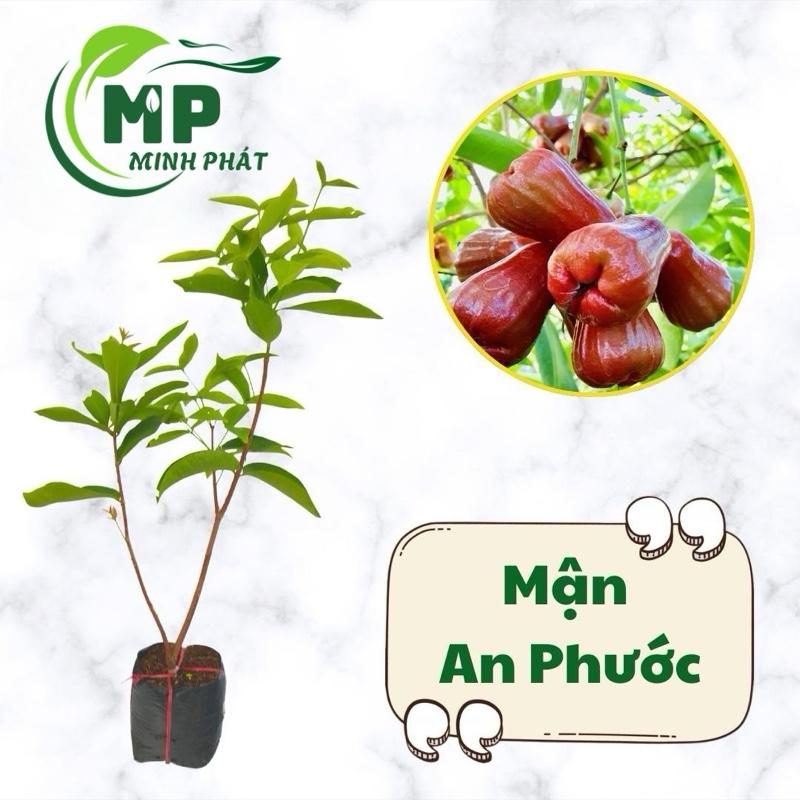  Cây giống Mận An Phước  Roi đỏ  cây ghép cành nhanh cho trái 