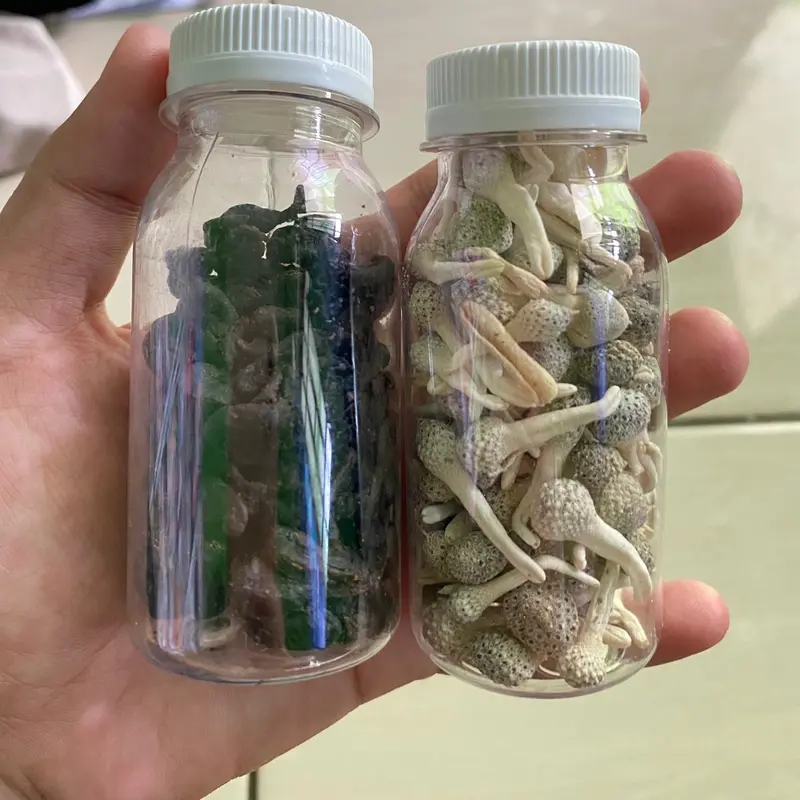 Jamur laut mpot putih dan hitam 2