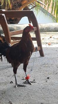 Product Review of Tali ayam - Aksesoris Ayam from X**r 0