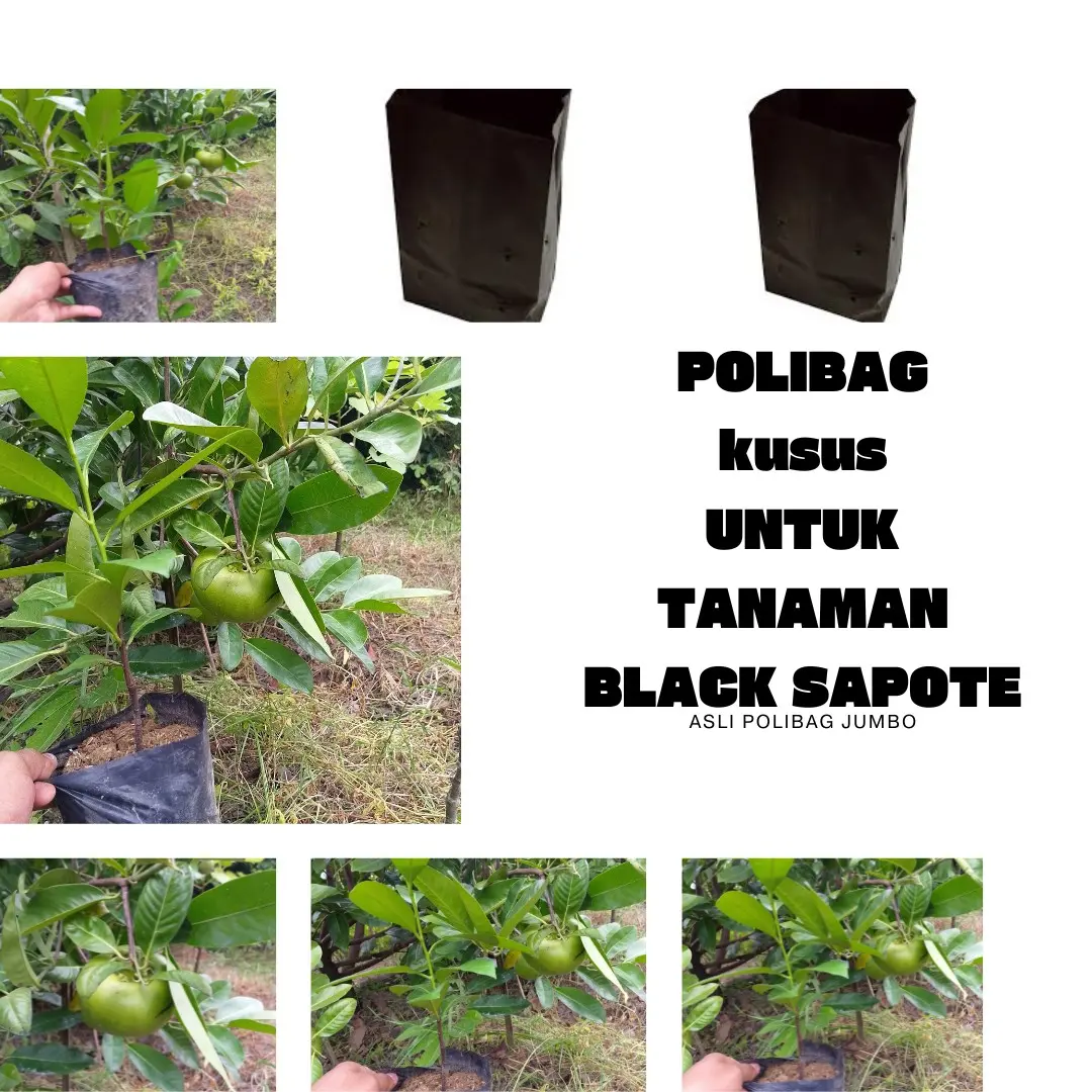 polibag kusus untuk black sapote