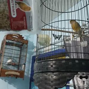 NUTRIMIX KENARI Pakan Burung Kenari 200 Gram