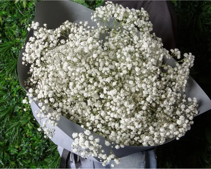 Baby's Breath Fresh Flower - Per Stalk