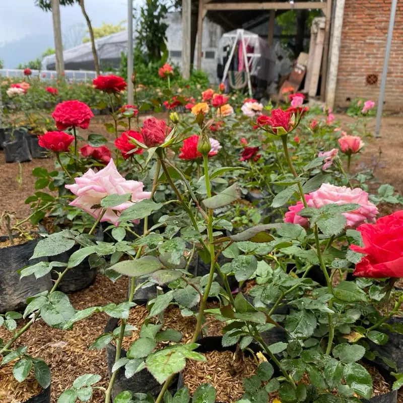 (Paket 10 Mawar Berbunga Import Kuncup) Artificial Plant