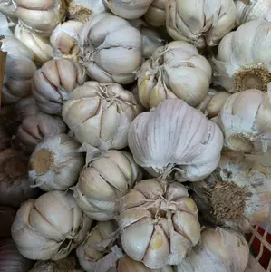 Bawang putih sinco bersih bumbu masak