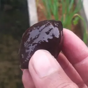 Muncang Kemiri Jenis Aduan Jayanti x Jawa big size