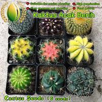 Gambar 6 Biji Kaktus Acak Untuk Menanam Bunga, Benih Kaktus Langka Untuk Berkebun, Benih Bonsai Berkebun, Bibit Bonsai, Menanam Bunga, Dekorasi Taman Luar Ruangan Random Cactus Seeds - 2 Bungkus  dari Benih Pilihan Alam Kota Administrasi Jakarta Pusat 1 Tokopedia