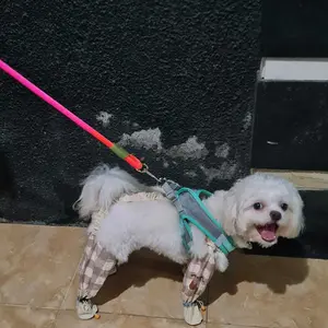 Pawlovin - Clean Paws Celana & Sepatu Anjing 2 in 1 Waterproof