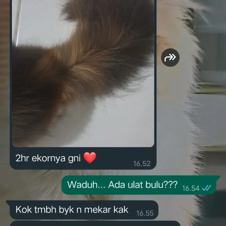 PAKET BOOSTER EMBULL ||Bulu super lebat || 90% atasi rontok || anabul sehat || kucing dan anjing || madu 3