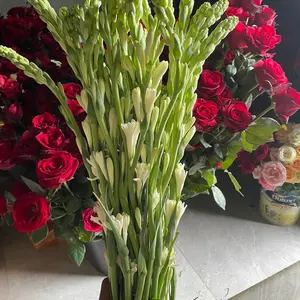 Bunga sedap malam satu ikat isi 10 tangkai