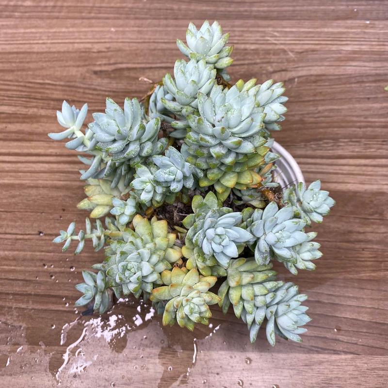 Sen đá chuỗi ngọc lam bụi full nắng mưa 2 năm tuổi size 13cm SONDA Garden, cây sen đá, sen đá đẹp trang trí nhà cửa