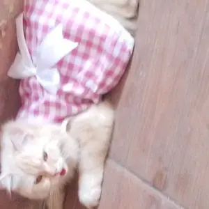 Baju Dress Kucing Anjing Kotak2 Pita