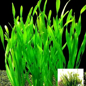 vallisneria piralis paket 10 batang tanaman aquascape hiasan aquarium