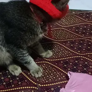 Topi kucing lucu / topi rajut kucing / topi rajut