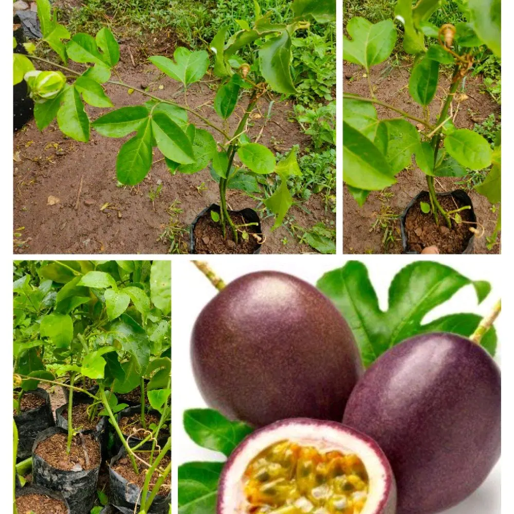 Bibit Markisa Madu Cepat Berbuah Bonus Pupuk Tanaman Buah Segar dan Lezat untuk Taman Anda