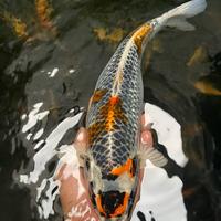 Gambar ikan koi blitar /kujaku 40 cm / cemani farm dari cemani farm koi Kota Administrasi Jakarta Selatan 4 Tokopedia
