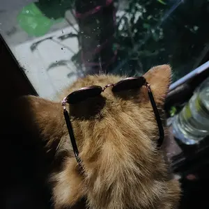 Kacamata Hewan Peliharaan Kacamata Model Kucing Anjing