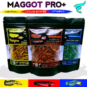 Maggot Kering magot warna untuk menaikkan warna pada semua jenis ikan bruto 30 gram