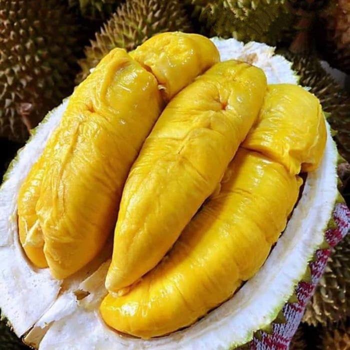 Bibit Durian hitam Hasil Okulasi Cepat Berbuah Tanaman Buah Segar dan Berkualitas Tinggi Bibit Durian hitam Hasil Okulasi Cepat Berbuah Tanaman Buah Segar dan Berkualitas Tinggi