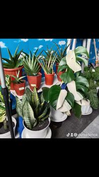 Product Review of pot cramik 12 cm from R**o 1