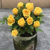 Gambar 80 pcs/pack Bibit Bunga Mawar Kuning untuk Berkebun Bibit Tanaman Mawar Berbunga Wangi Bibit Bunga Bonsai Dalam Ruangan Mudah Tumbuh Bibit Mawar Kuning untuk Menanam Bunga Pohon Bonsai Tanaman Hidup Dijual Tanaman Asli Tanaman Udara Halamang Namumulaklak - 1 Bag-166U dari Benih Pilihan Alam Kota Administrasi Jakarta Pusat 2 Tokopedia