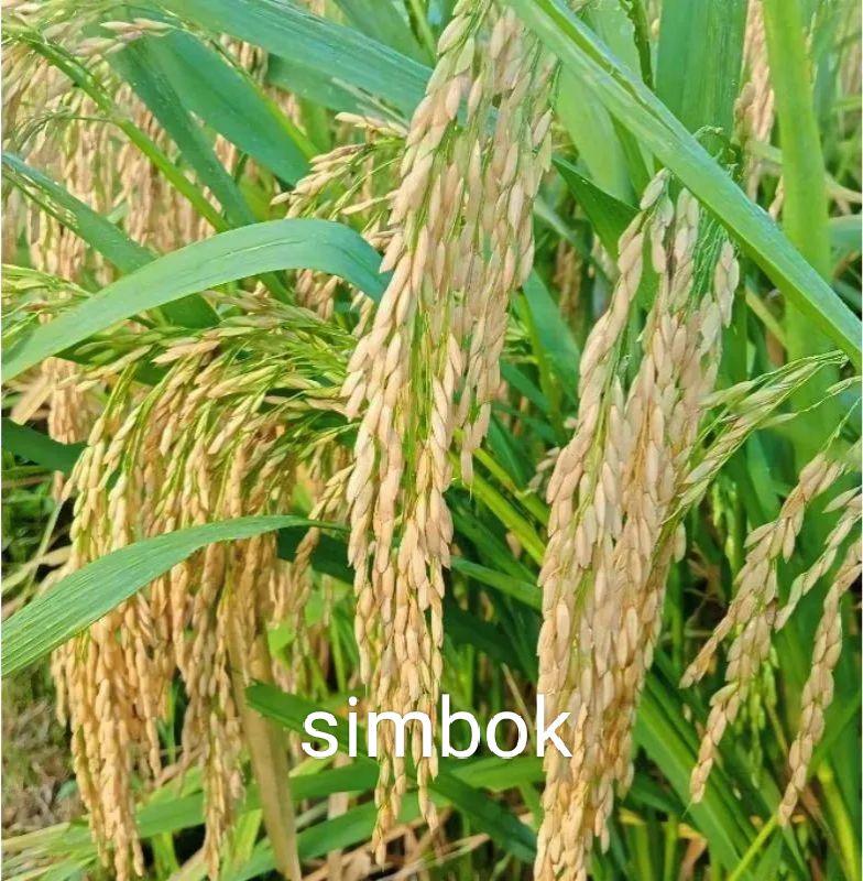 Benih padi/bibit padi unggul Si mbok 5kg berkualitas hasil tinggi
