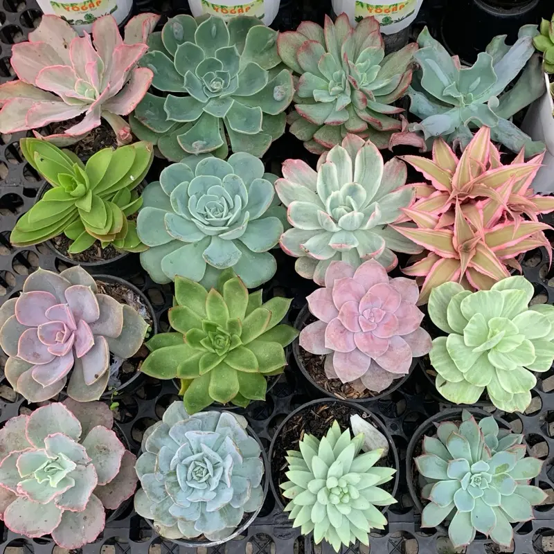 promo 20 pc  lengkap dengan pot 0