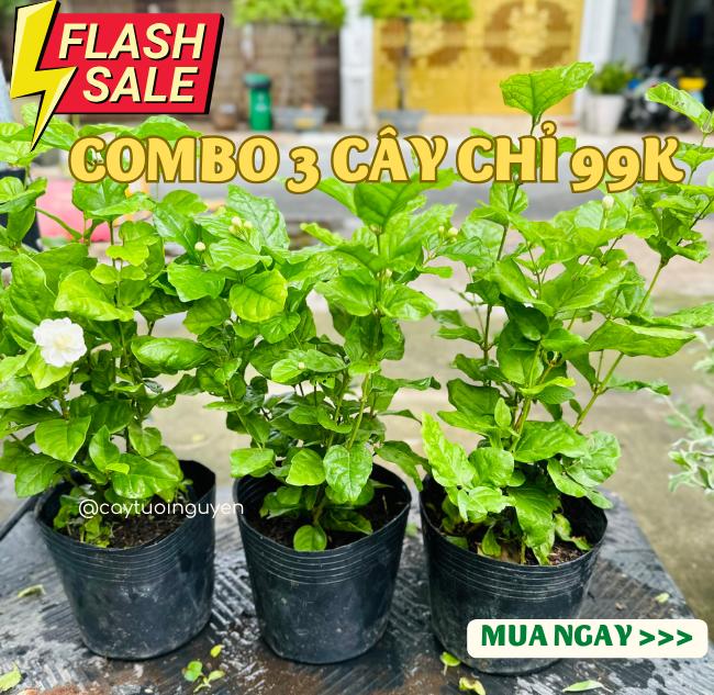 SALE MUA 3 CHỈ 99K_COMBO CÂY ĐỒNG GIÁ cây trong nhà phong thuỷ kiểng lá sân vườn cây decor kèm bầu đất và chậu nhựa đen Cây Tươi Nguyên