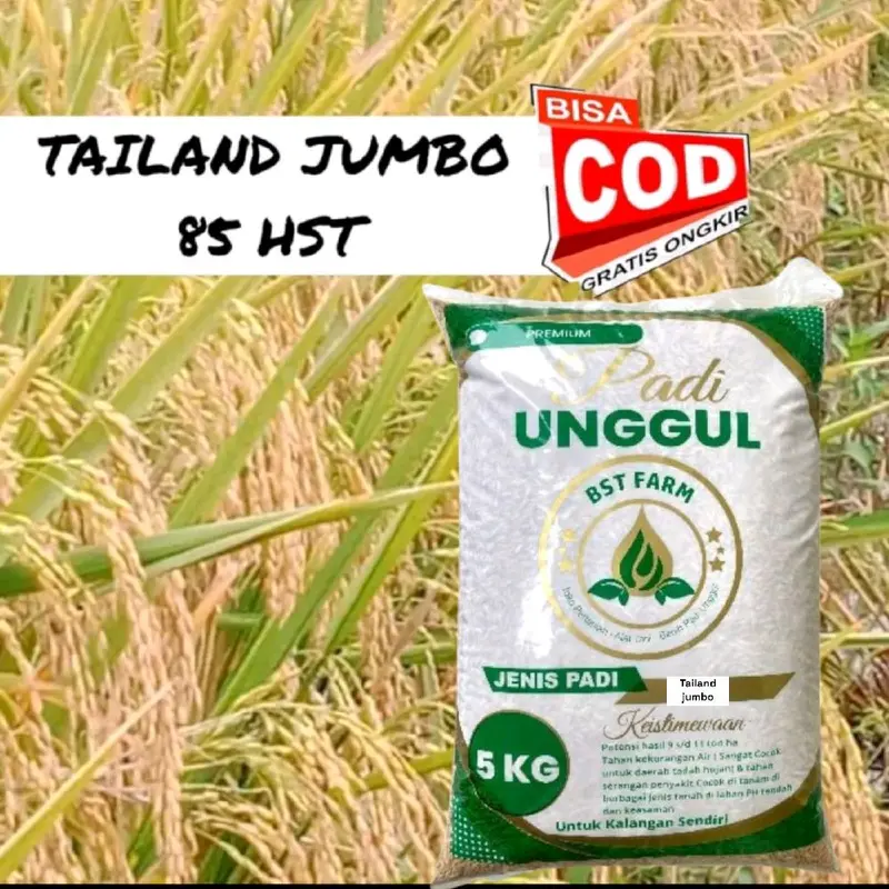 Benih padi Terbaru THAILAND JUMBO 5kg Kualitas benih padi Unggul 2