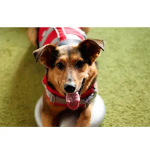 JANPET 3 Color Summer Dog Life Vest 3M Reflective Pet Life