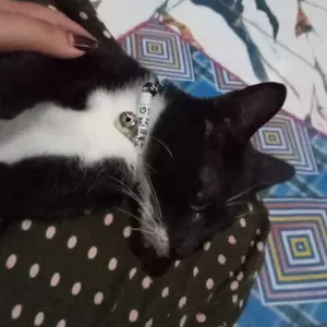 [CORA] Kalung Kucing Custom Nama Tali Prusik Adjustable Lonceng 14mm