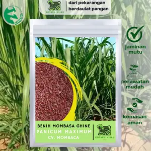 Benih Biji Rumput Mombasa Ghine 1000 Biji Kotaku Hijau Mombaca Panicum Maximum