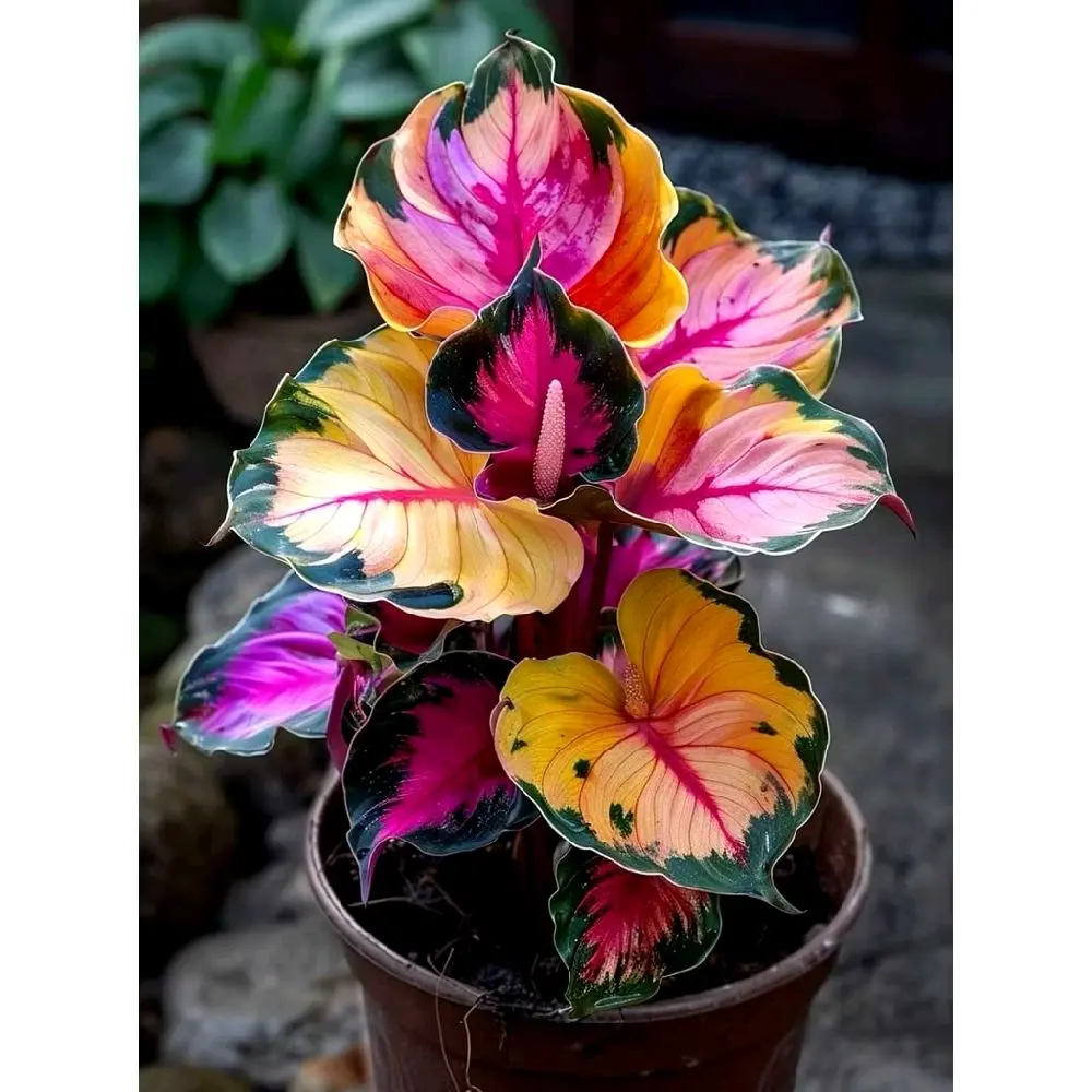 umbi caladium bonggol Thailand limited edition
