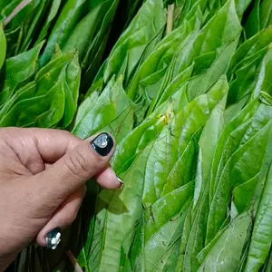 sirih medan/demban tanah karo enak dan manis sirih biasa