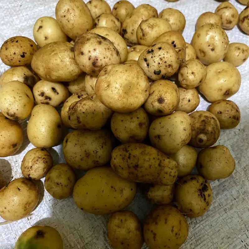 baby potato 1kg Murah kentang mini 1