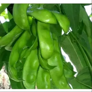sayur kacang roay segar langsung petik jika ada order 250 gr Rp 15000