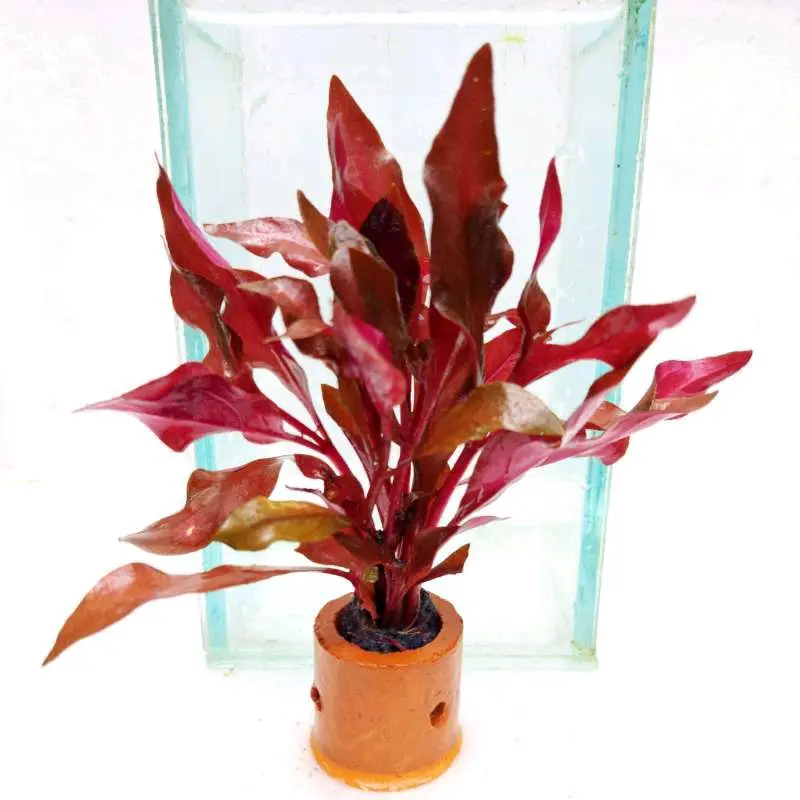 Ornamen Sintetis Alternanthera Renici Mini Media Pot Dekorasi Akuarium