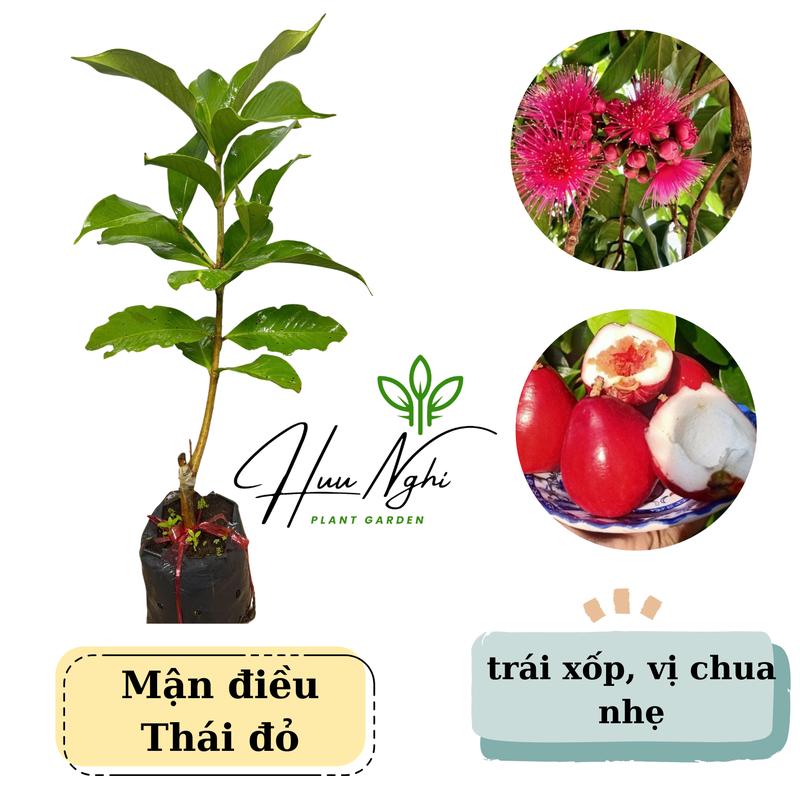 Cây giống Điều Thái đỏ trái to mận điều đỏ mận điều thái cây ghép