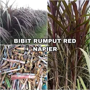Bibit Rumput (GAJAH RED NAPIER) Untuk Pakan Ternak Domba, Kambing, Sapi Dan Unggas