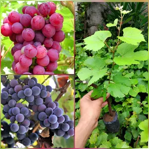2 Paket Hemat Bibit Anggur Red Master & Isabela untuk Taman Rumah Anda