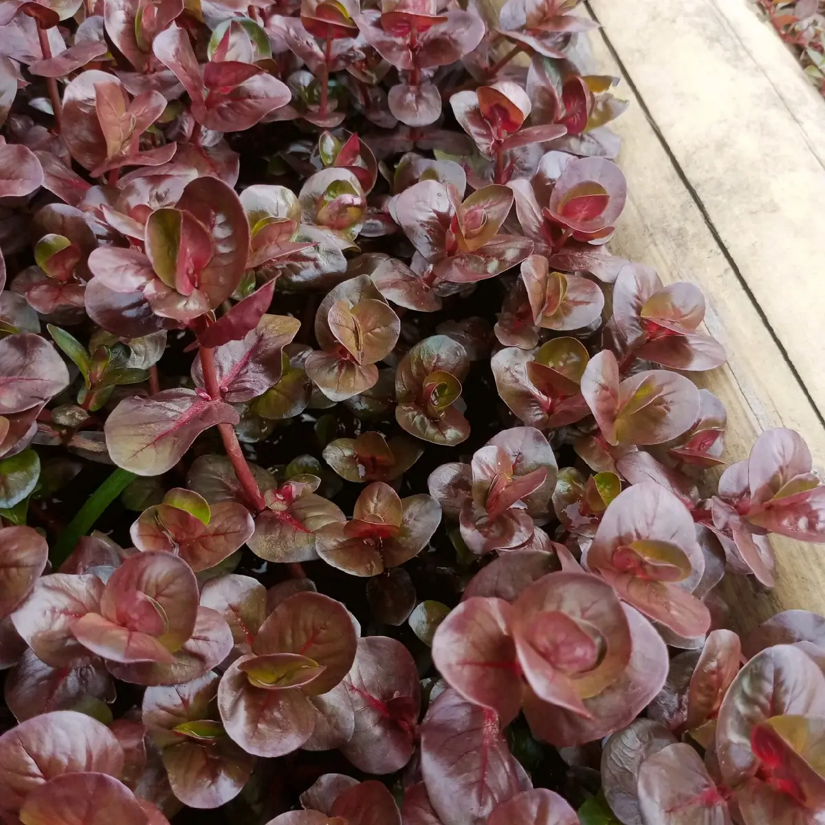 Tanaman sintetik rotala marcandra red hiasan akuarium