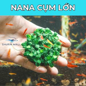 Nana Petite - Cụm Lớn